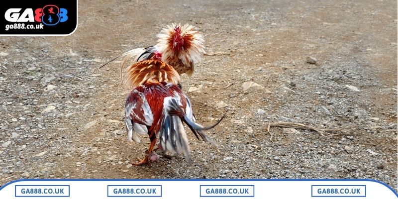 Bỏ túi một số chiến thuật chơi đá gà C1 GA888