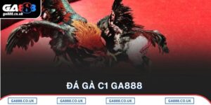 Đá Gà C1 GA888 - Nơi Quy Tụ Những Chiến Kê Đẳng Cấp