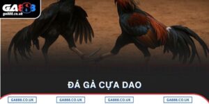 Đá Gà Cựa Dao - Loại Hình Giải Trí Bùng Nổ Tại GA888