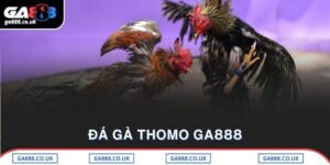 Khám Phá Loại Hình Đá Gà Thomo GA888 Giải Trí Đặc Sắc