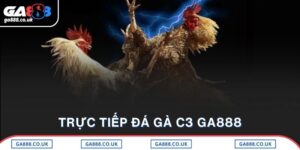 Trực Tiếp Đá Gà C3 GA888 - Xem Tường Thuật Chọi Kê Hấp Dẫn